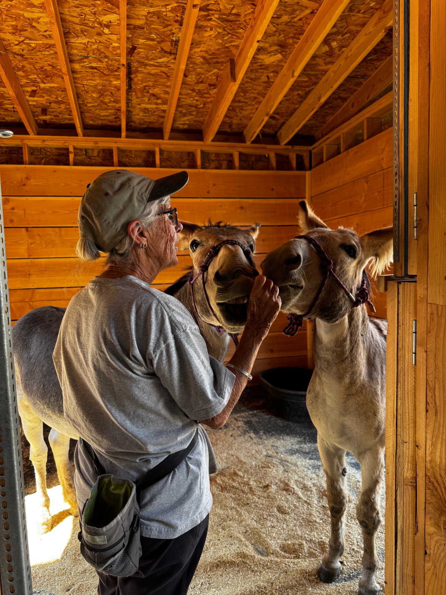 A woman greeting two haltered burros in the barn doorway