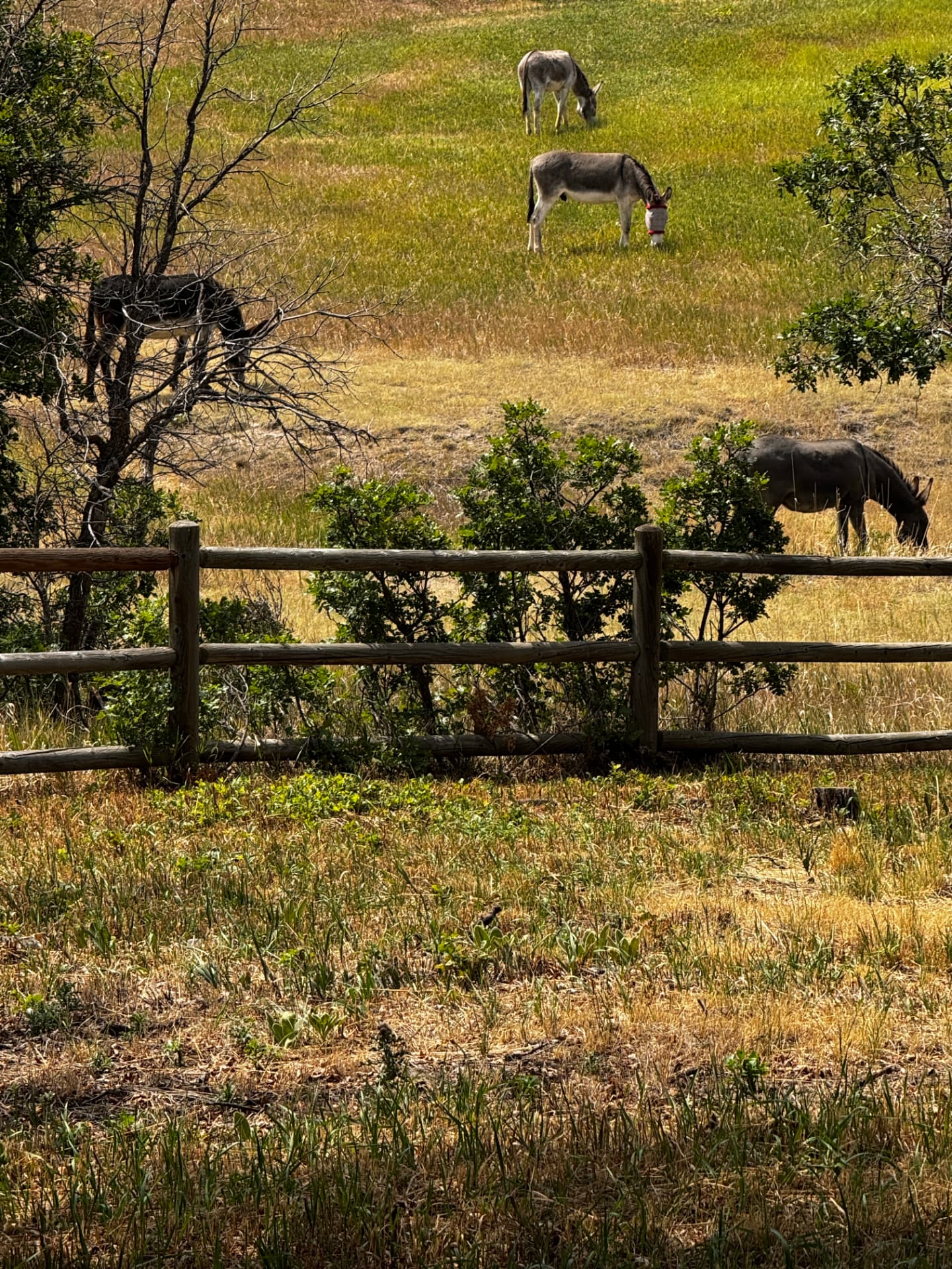 Burros grazing on the hillside during pasture time
