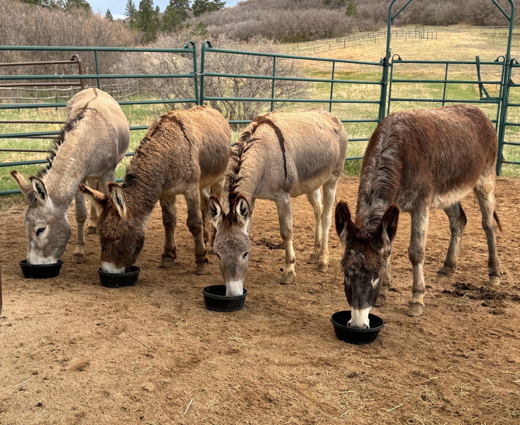 Burros eating grain out of feed bowls together