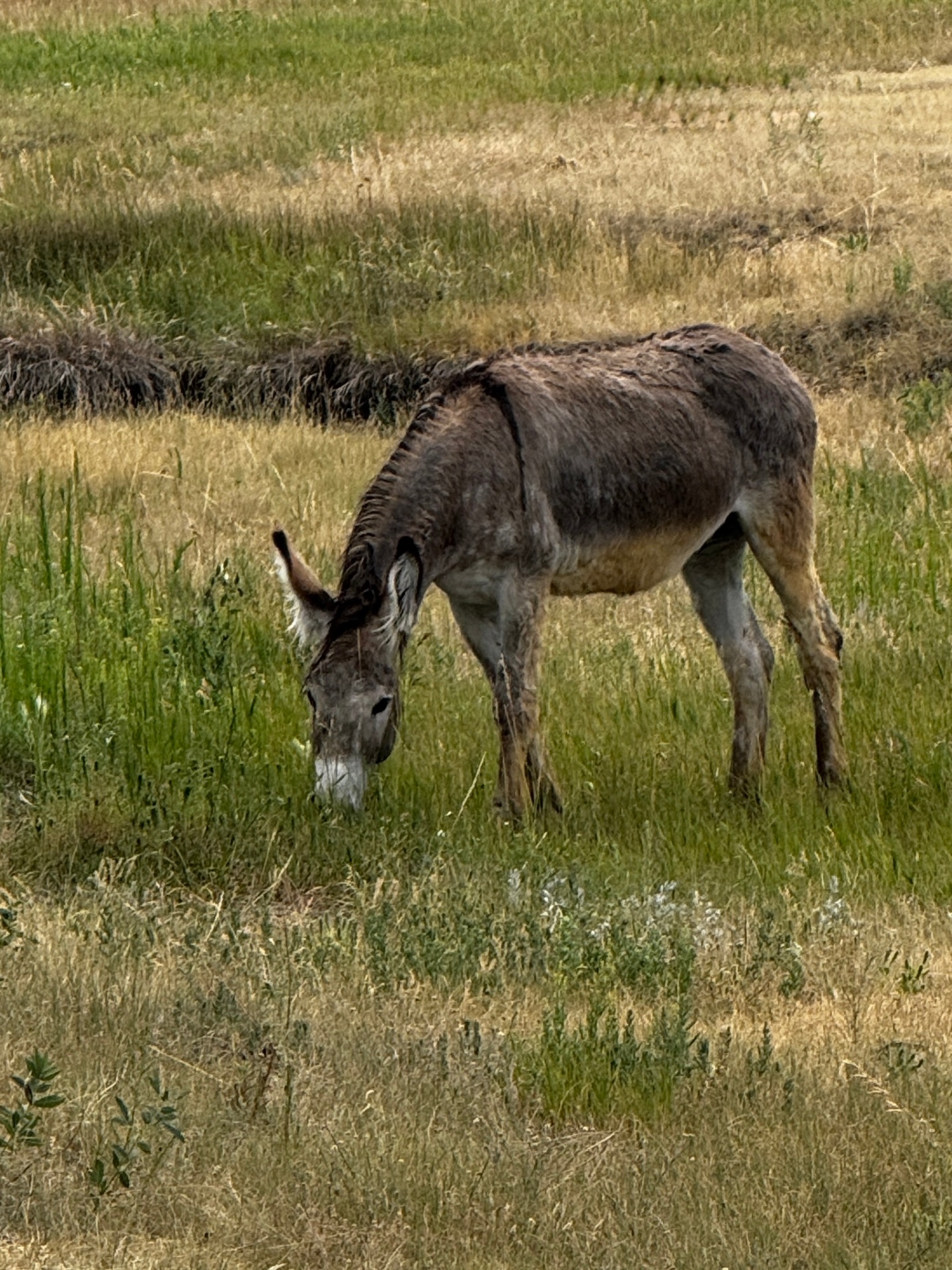 Lucky grazing in green pasture for the first time in two years