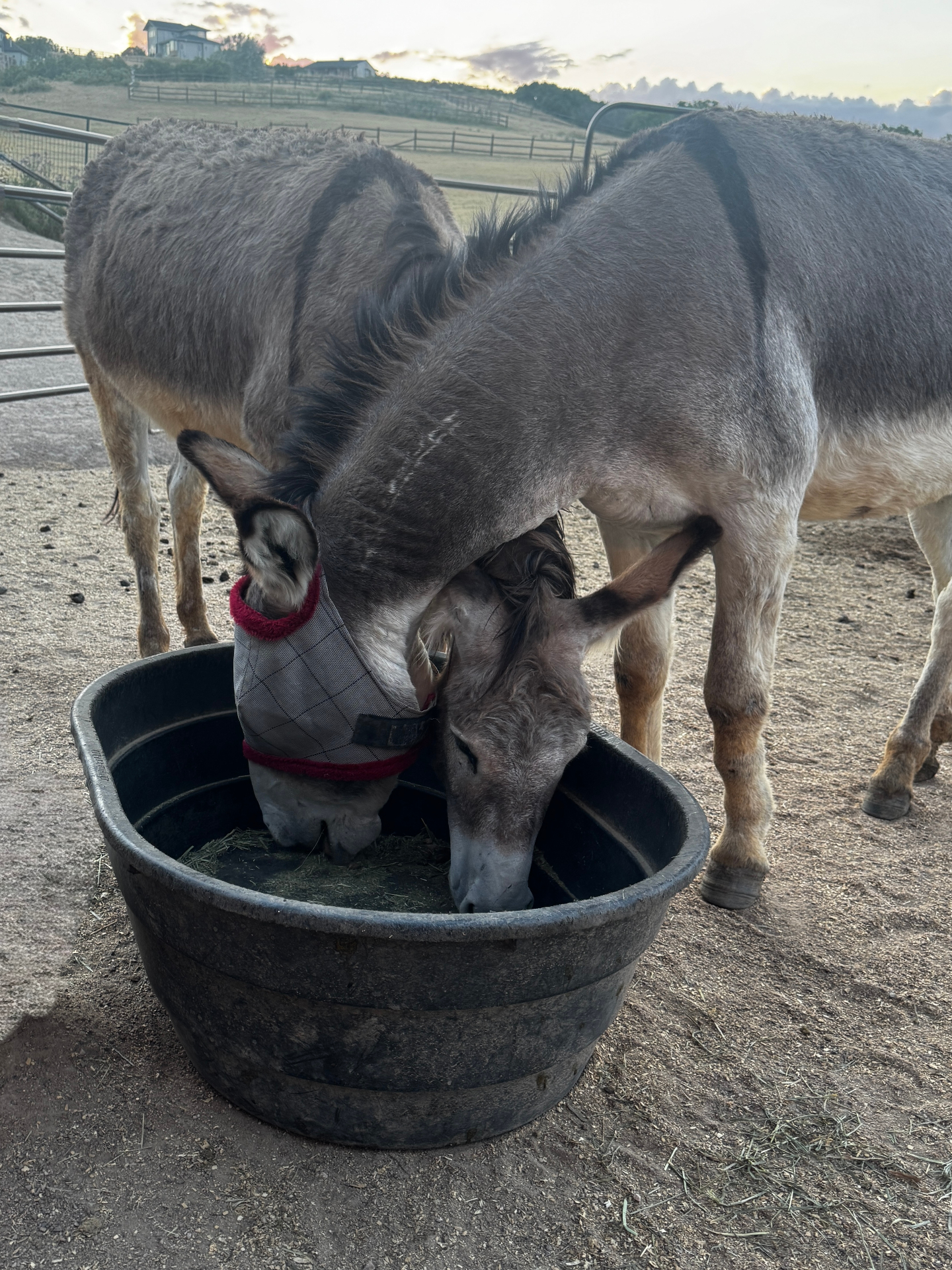 Two burros sharing a feed tub at sunset