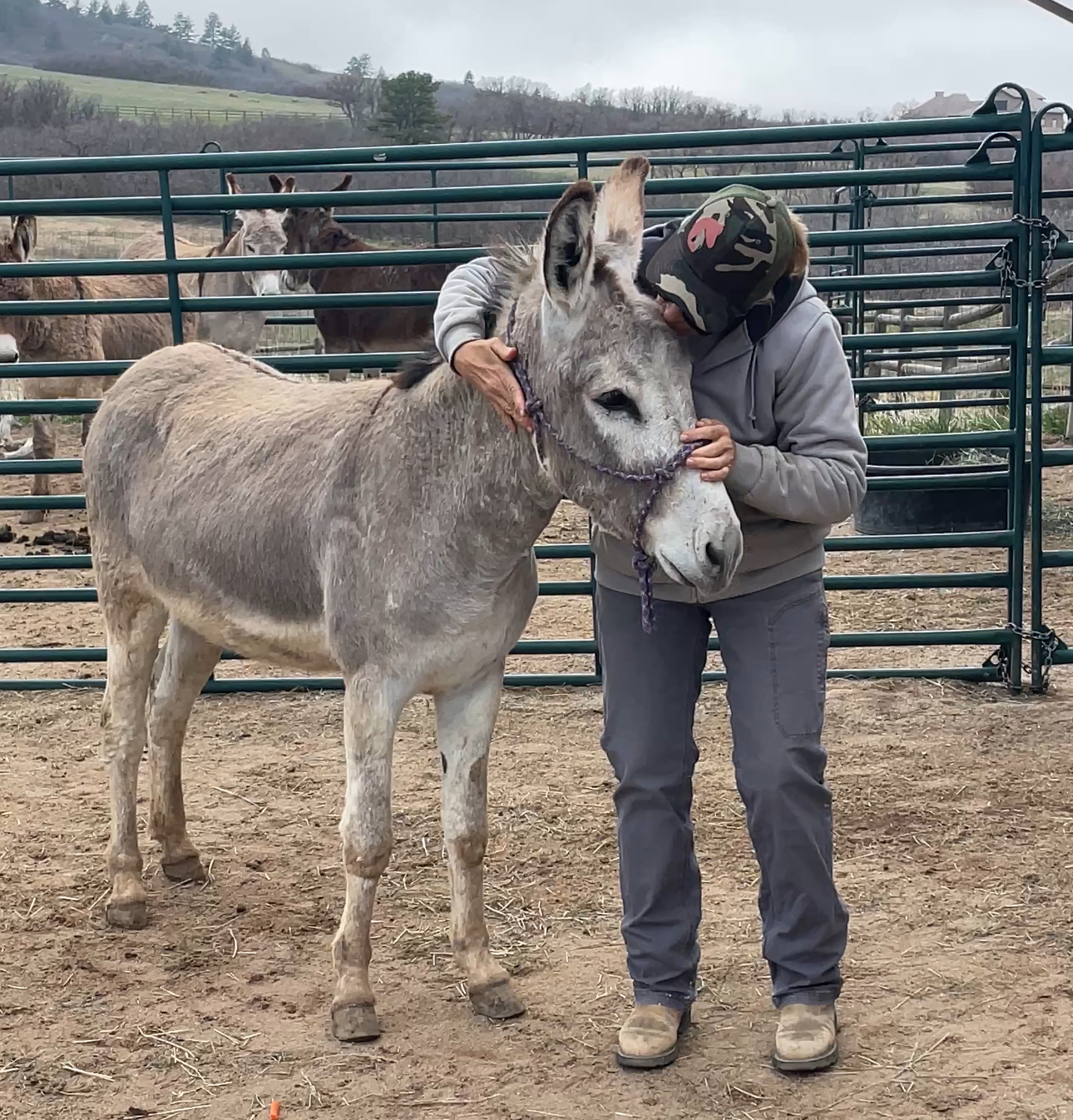 Donut The Donkey