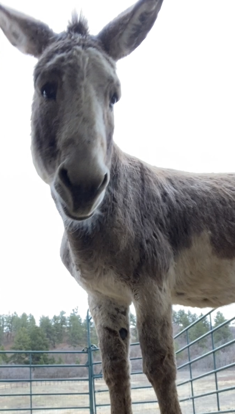 Bodi (aka Milton)