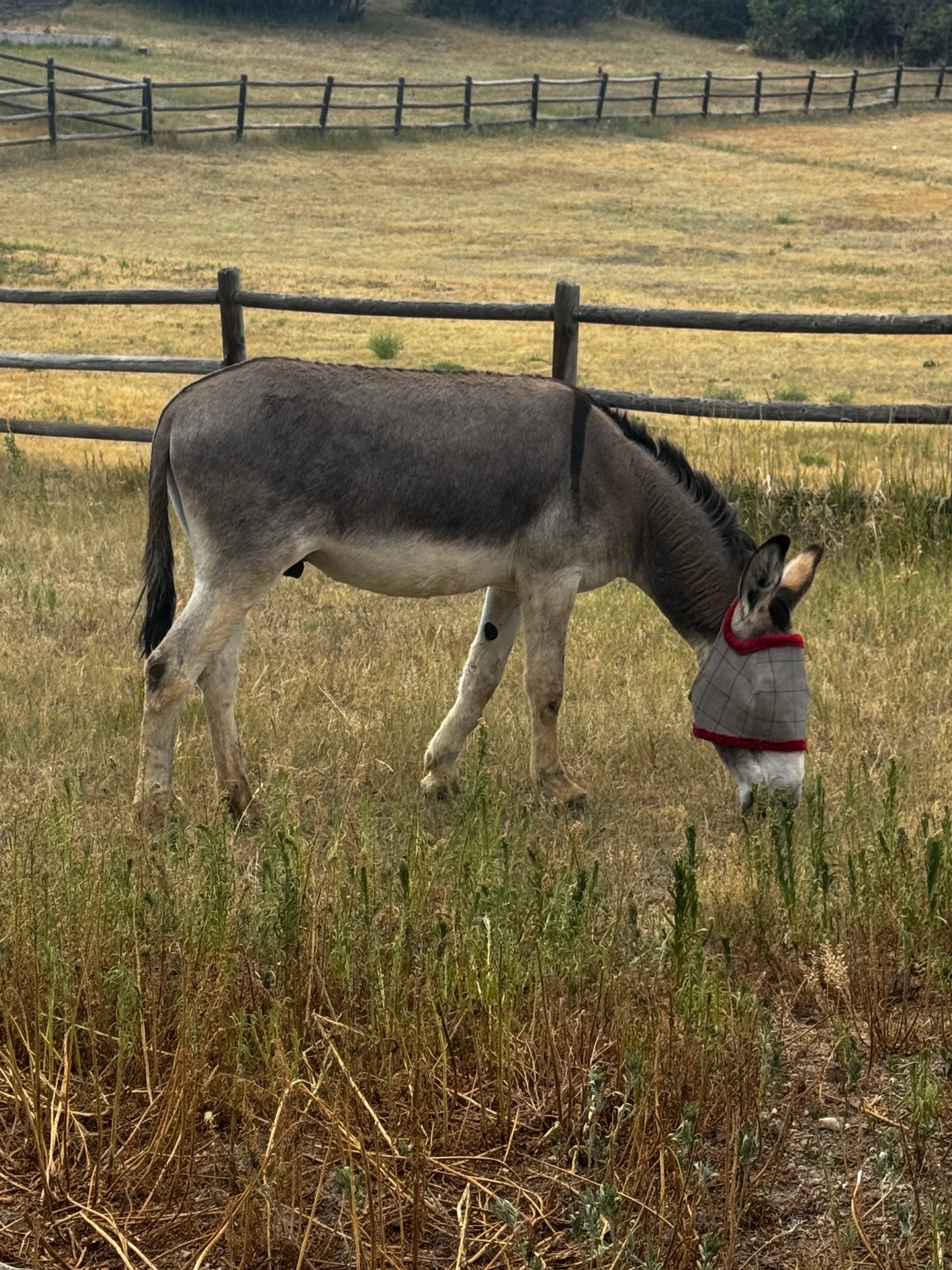 Jackpot grazing peacefully in the pasture wearing a fly mask