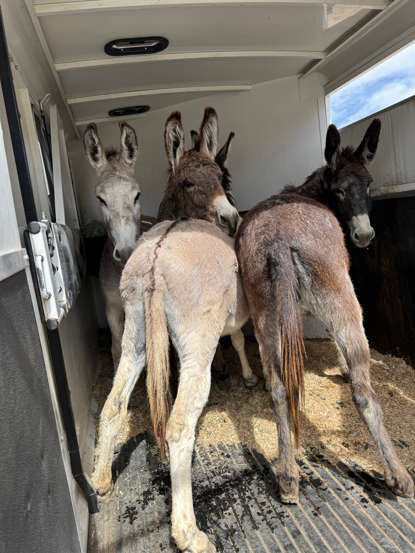 Three burros in a trailer on the ride home