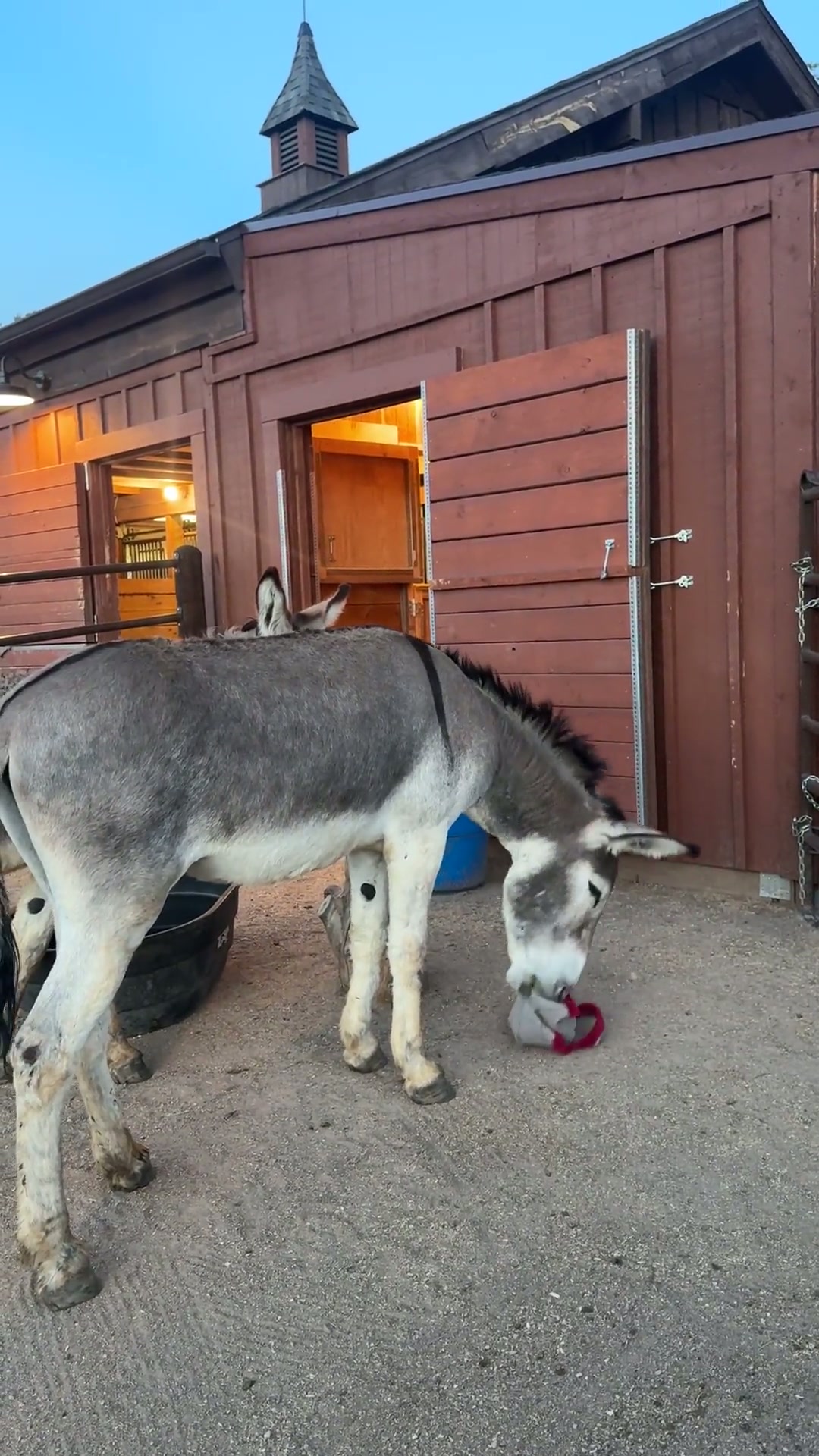 Jackpot and Lucky playing with a toy in the barnyard