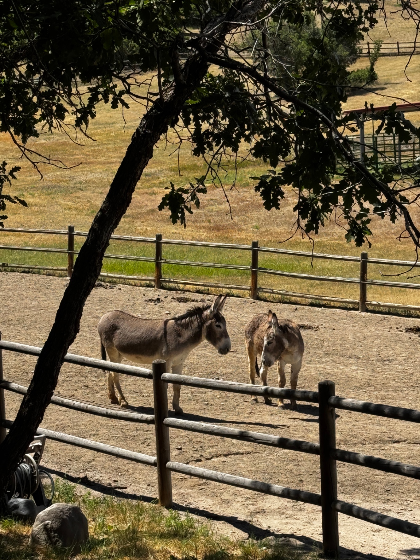 Two burros standing quietly under an oak tree