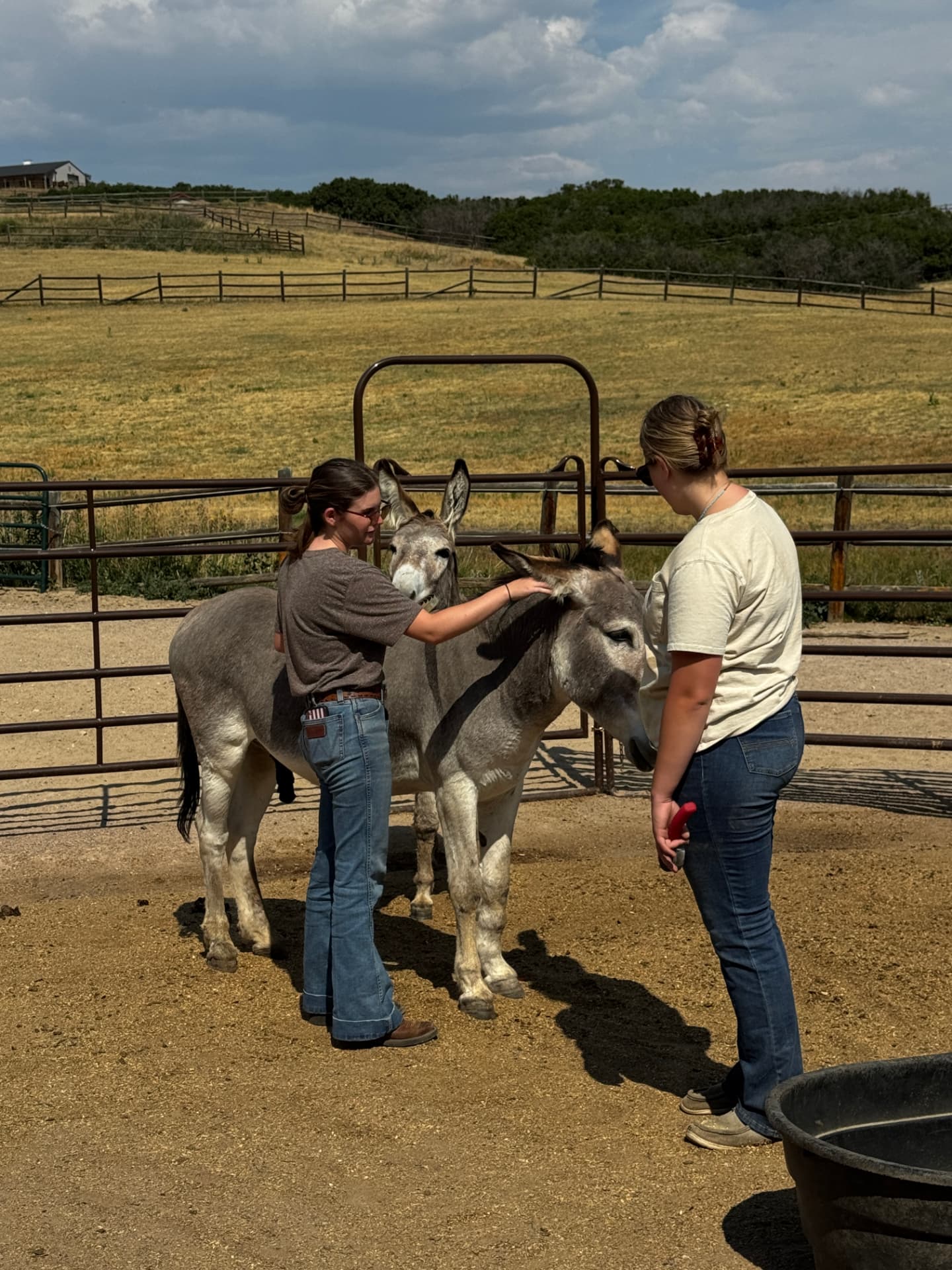 Two young women grooming a pair of burros in the round pen