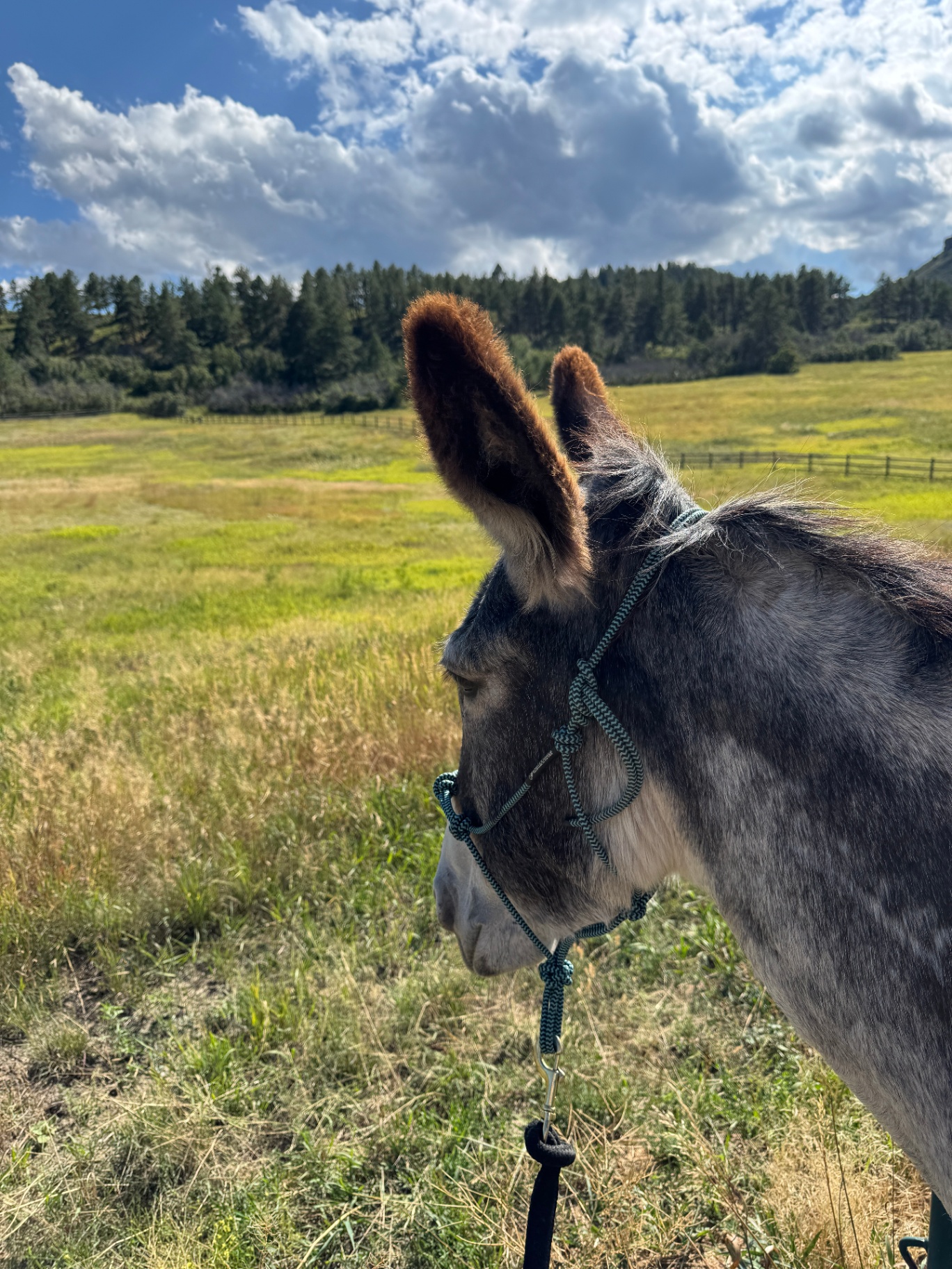 Ellie Mae Burro