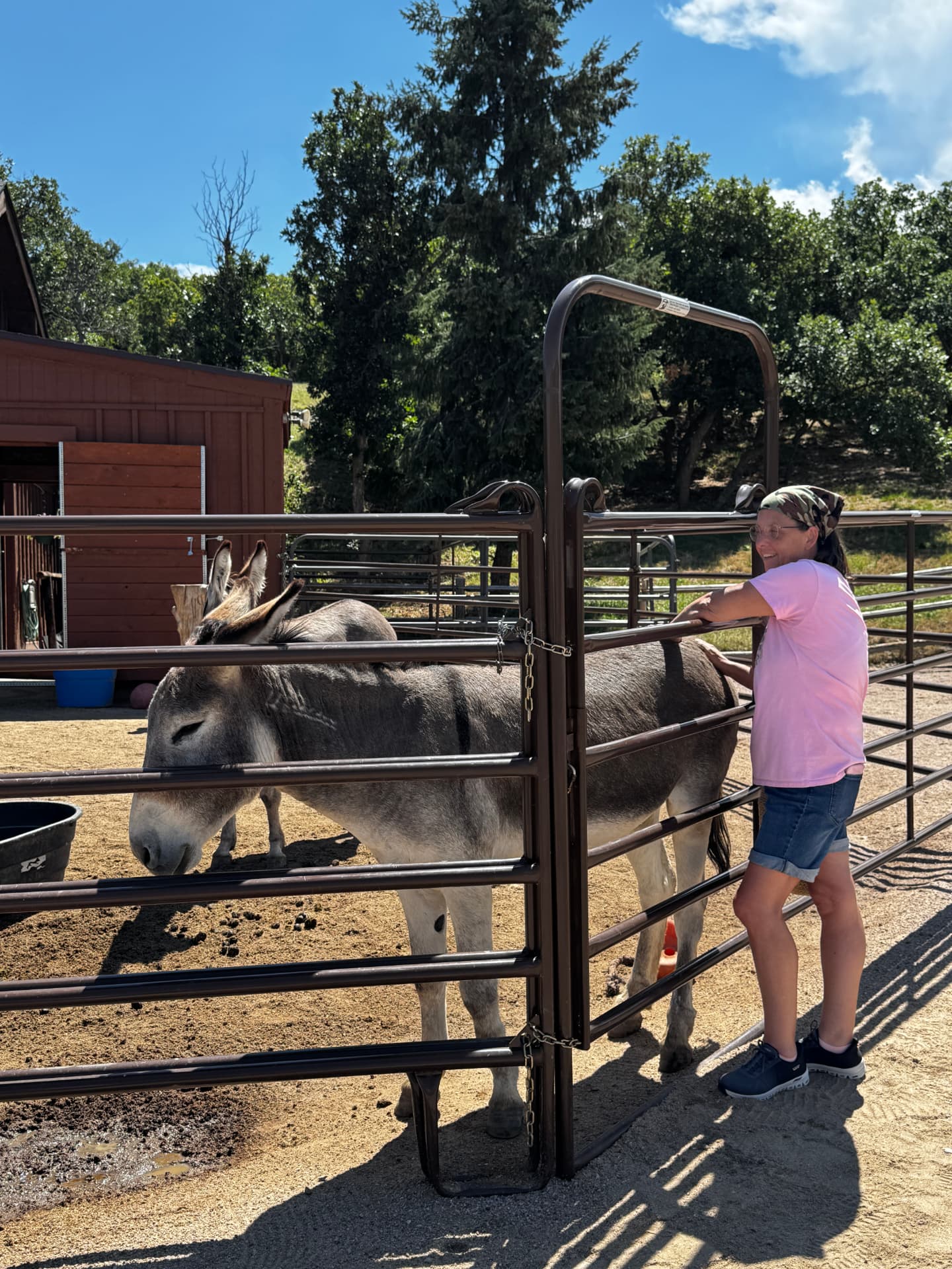 A woman leaning on the rail beside a grey burro in the sunshine