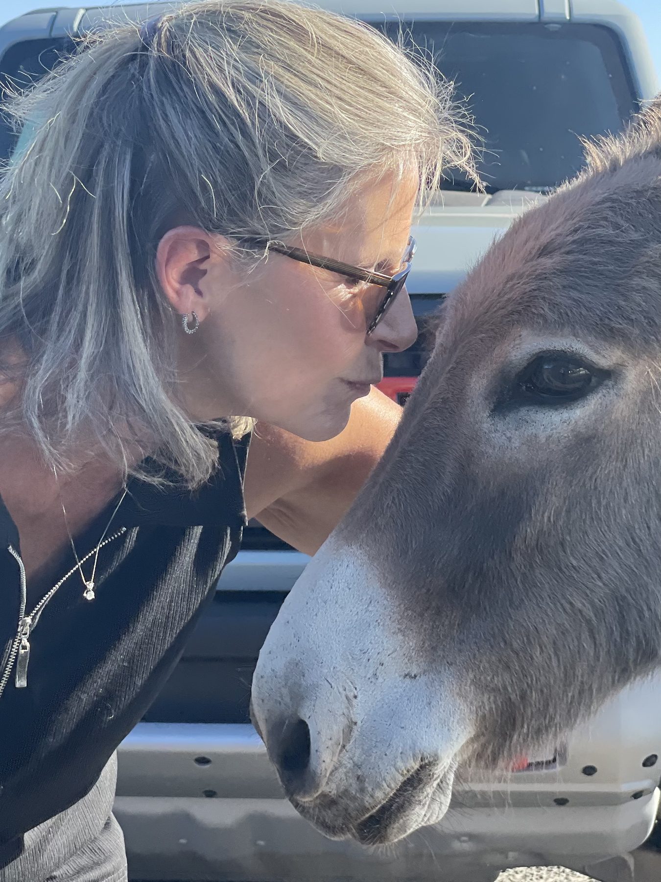 Wild donkey met on the road in Arizona