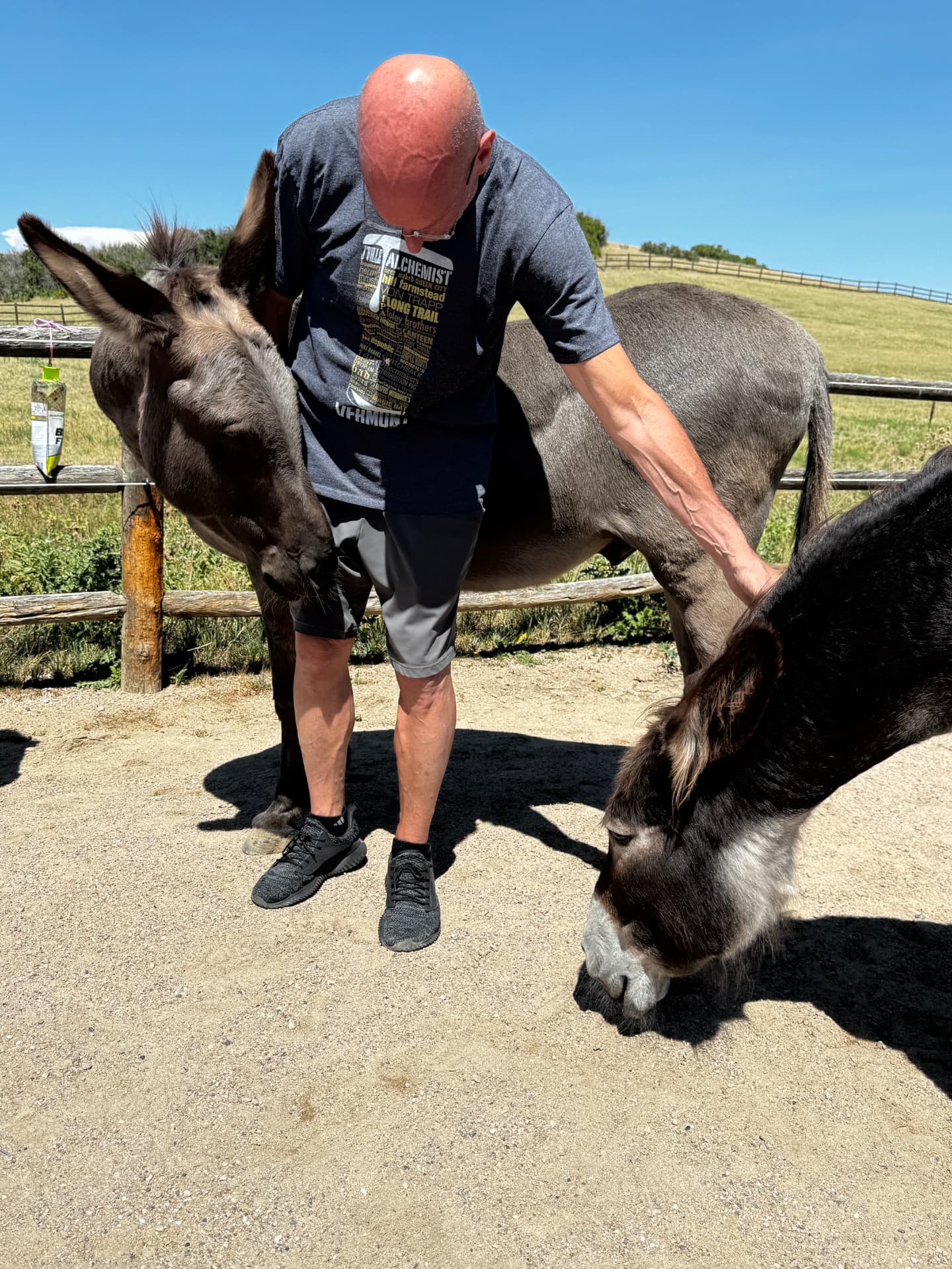 A man scratching two burros at once in the pen