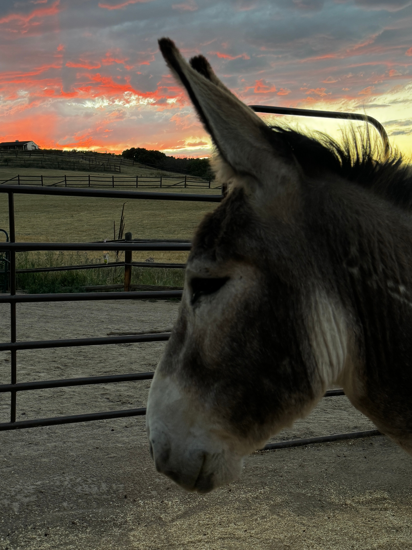 Jackpot at sunset on the ranch