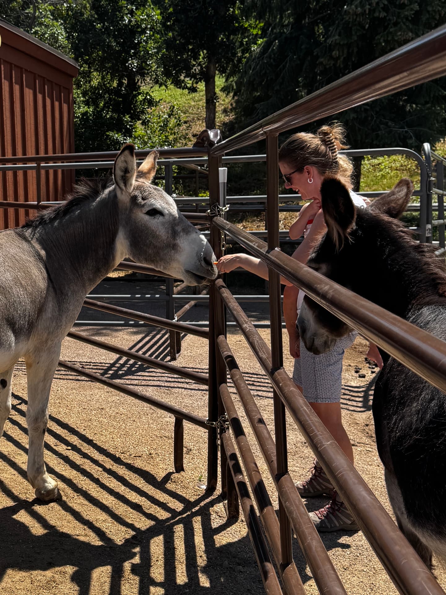 A guest offering a carrot to a grey burro over the pen rail