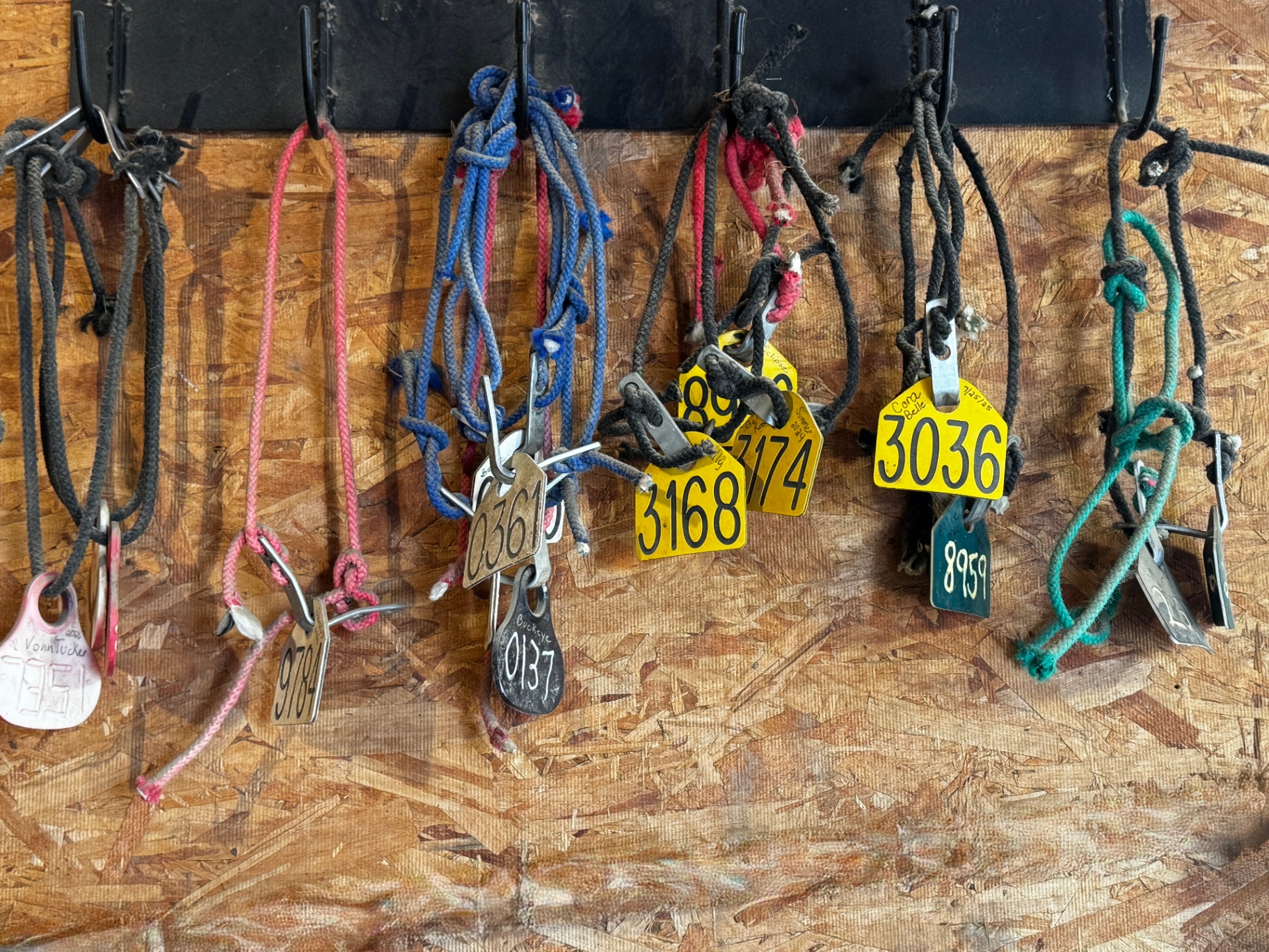 Neck tags and halters hanging on the ranch wall