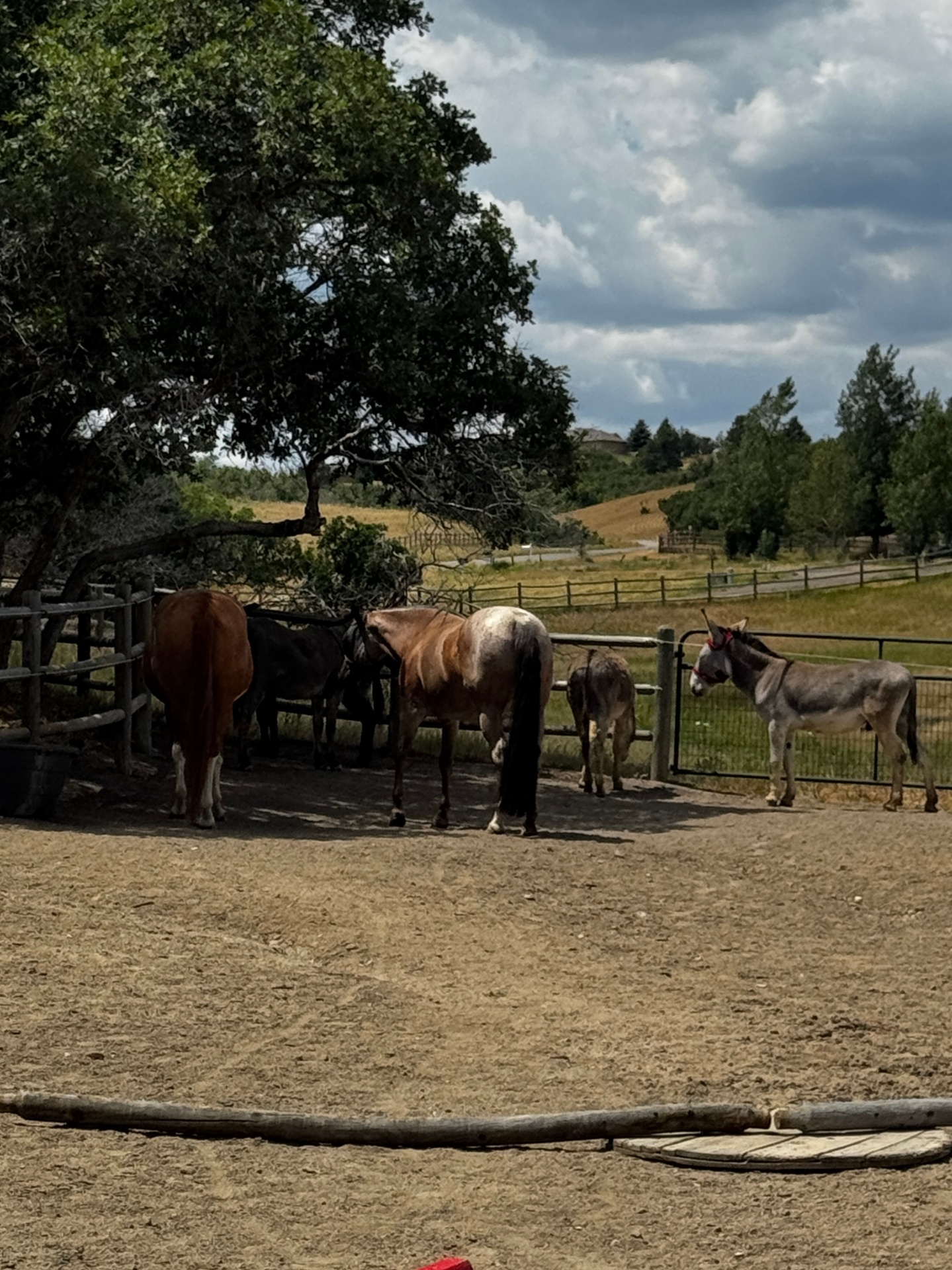 The herd gathered along the fenceline