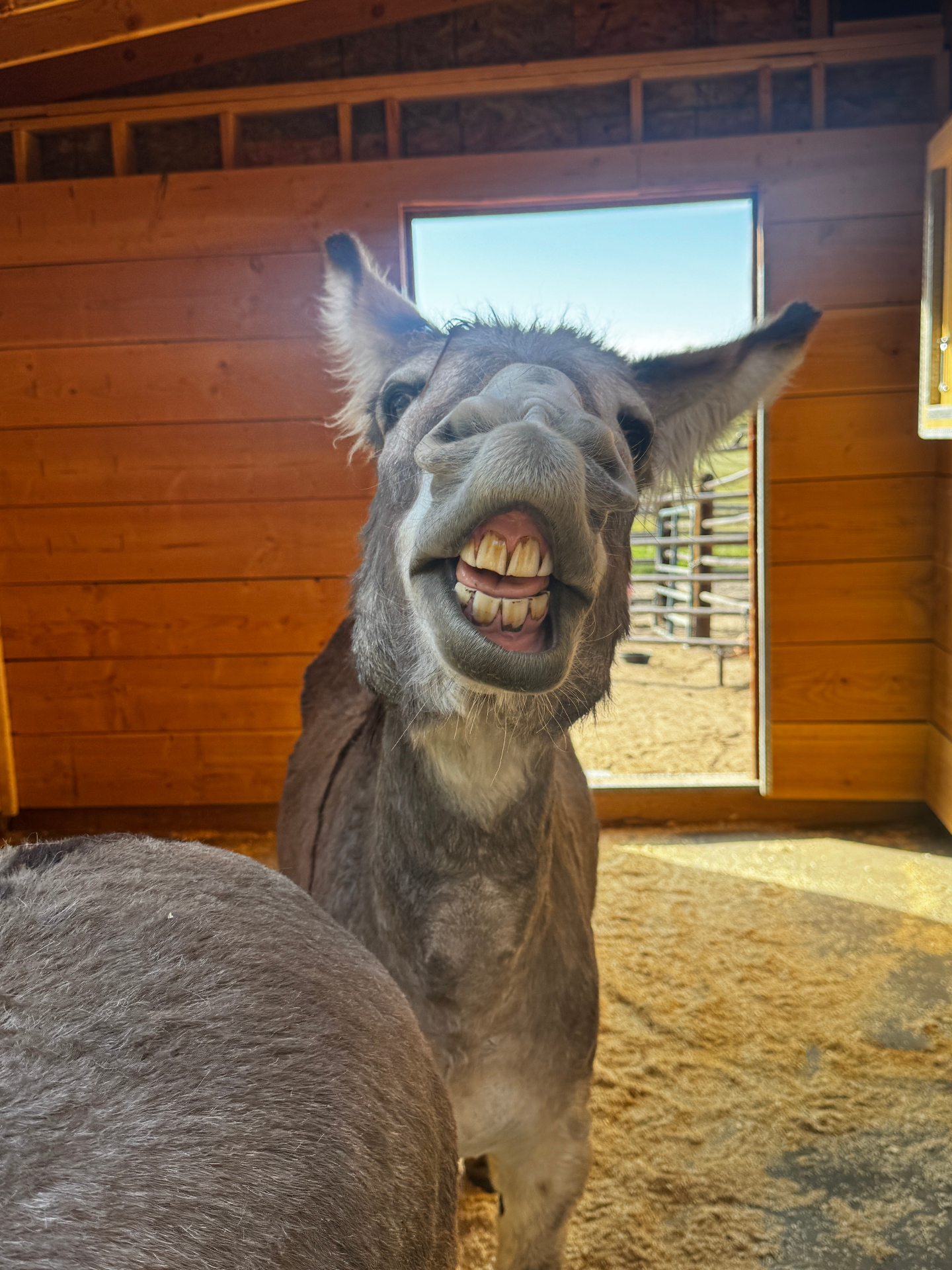 Lucky smiling in the barn