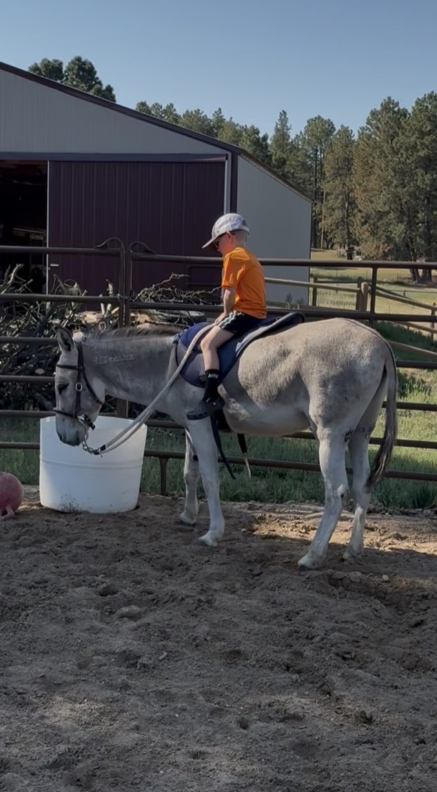 Donut the saddle donkey with a young rider