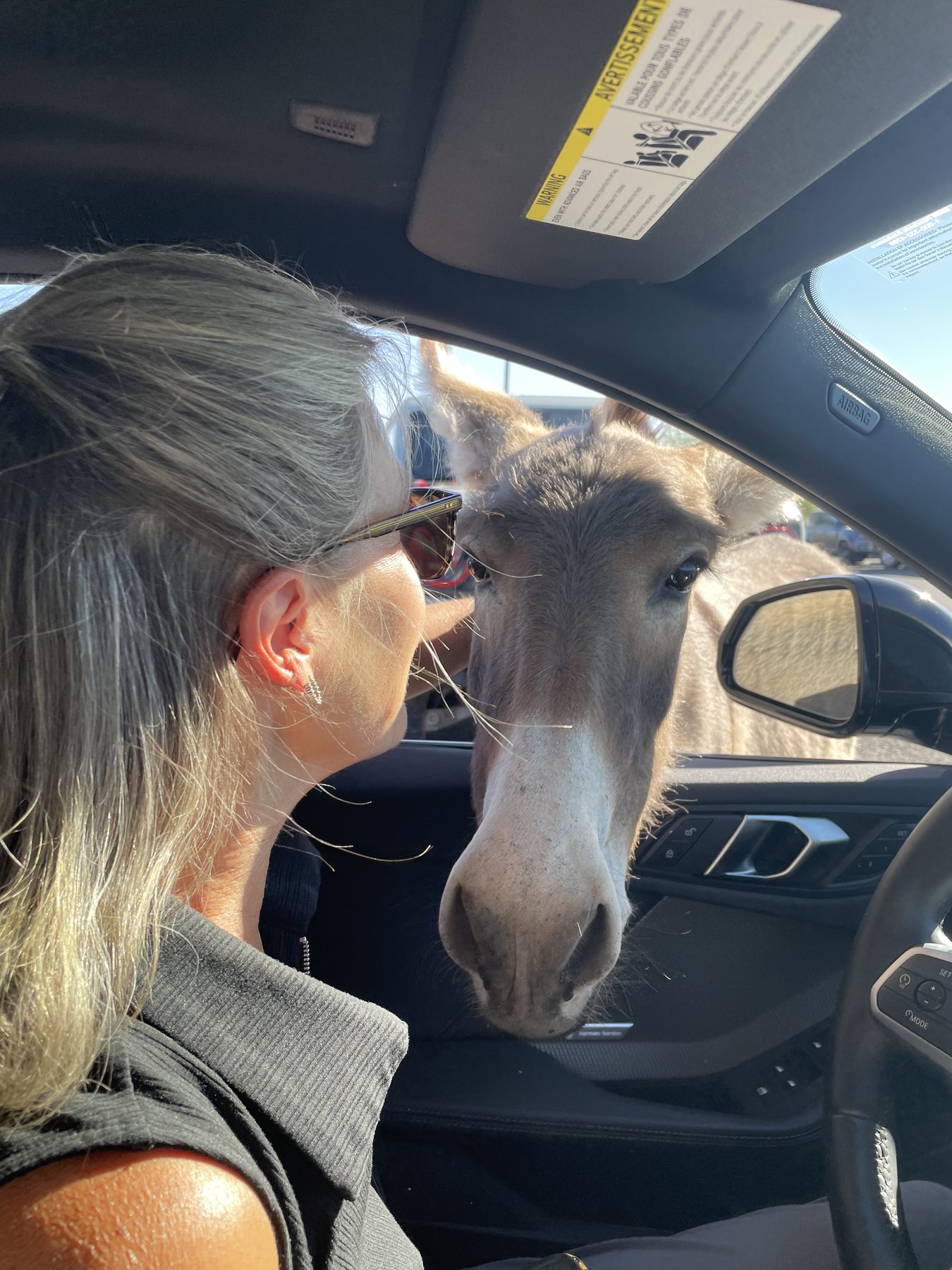 Wild donkey encountered in Arizona