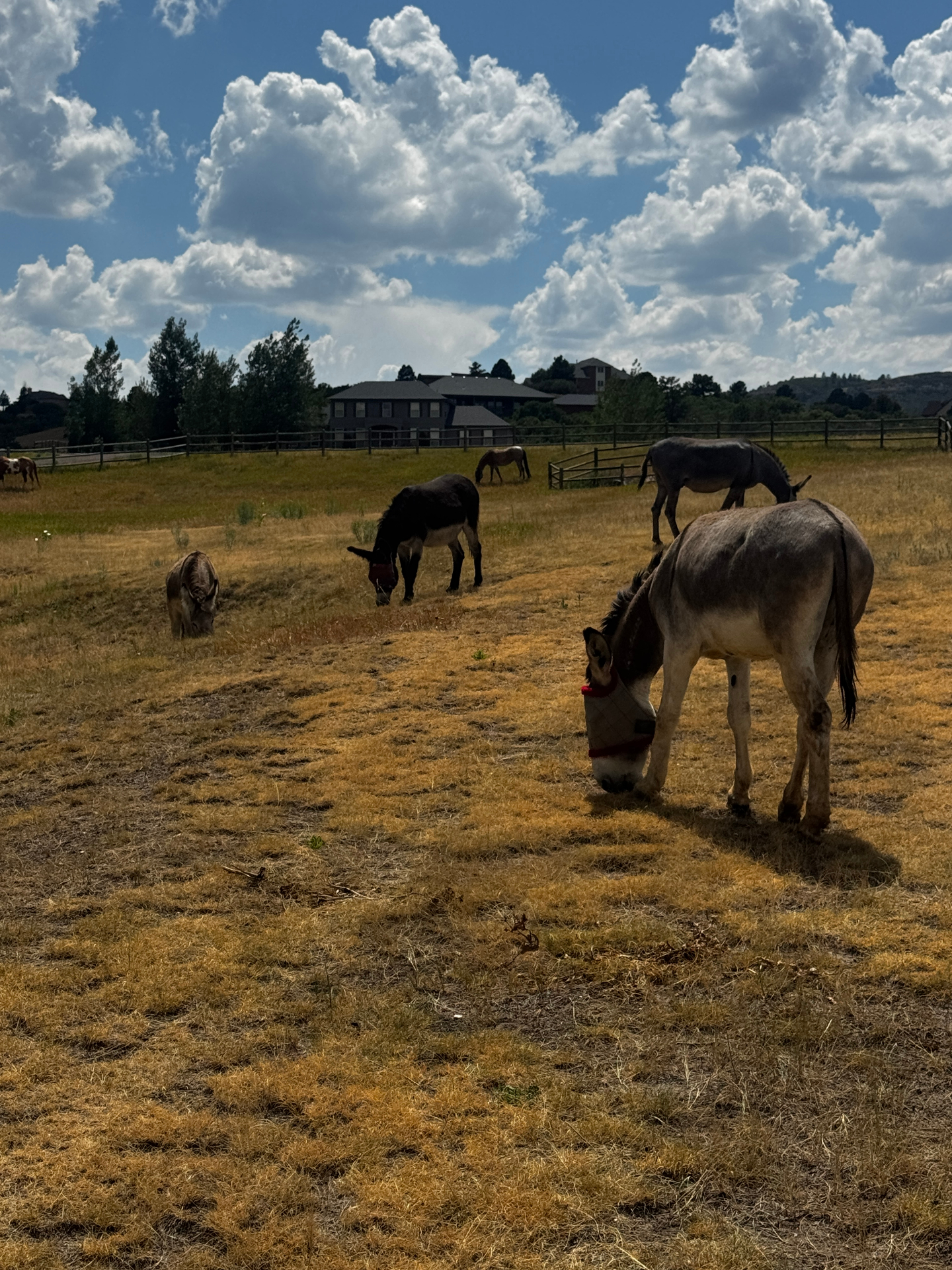 Jackpot, Lucky, and the herd grazing together after their BLM roundup