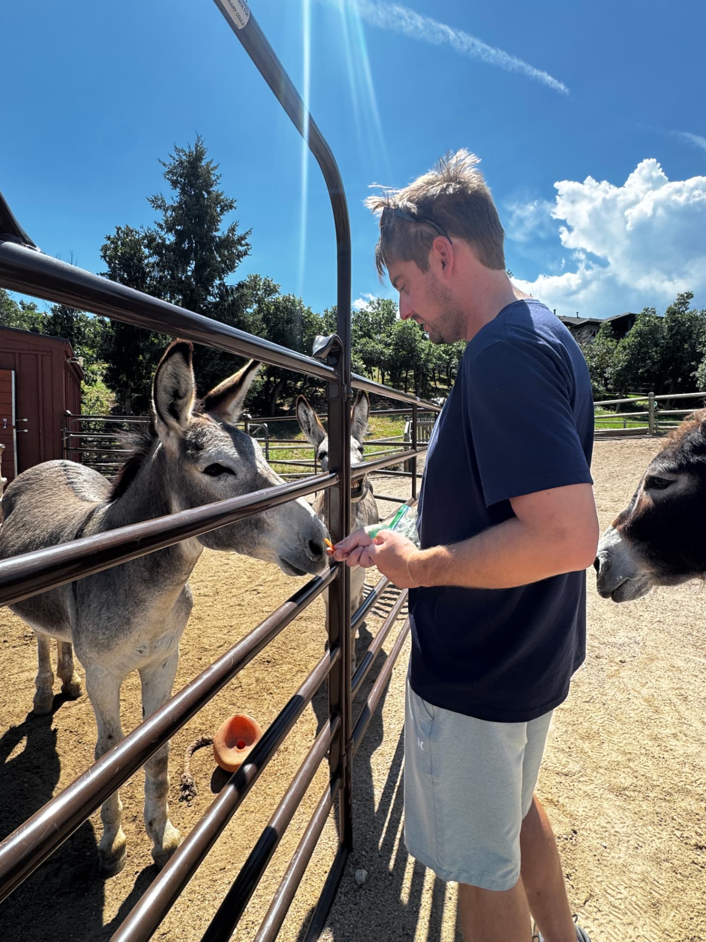 A guest hand-feeding a grey burro beneath a bright blue Colorado sky